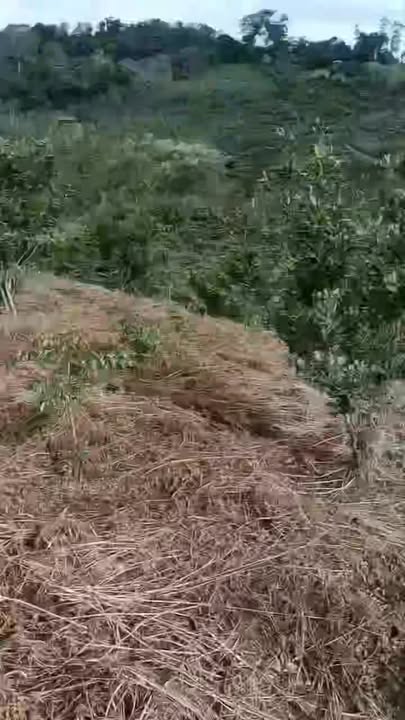 Đất nền 1.2ha tại Quảng Tâm, Tuy Đức - Giá chỉ 7.2 tỷ - Đầu tư sinh lời cao!