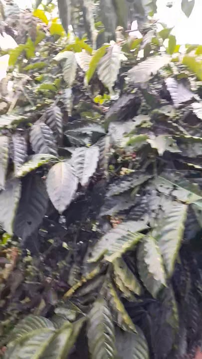 Đất nền xã Quảng Trực, Tuy Đức 10.700m² giá 1.55 tỷ - Vị trí thuận lợi, phong thủy tốt!