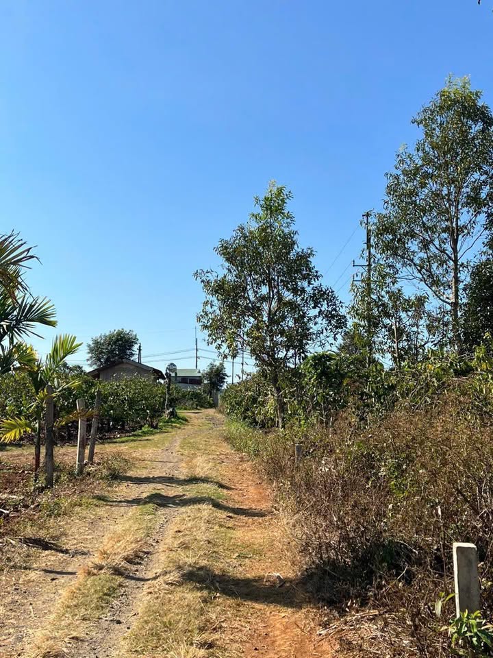 Đất hẻm 101 Lê Chân, Pleiku 450m² giá 3 tỷ - Cơ hội đầu tư tuyệt vời!