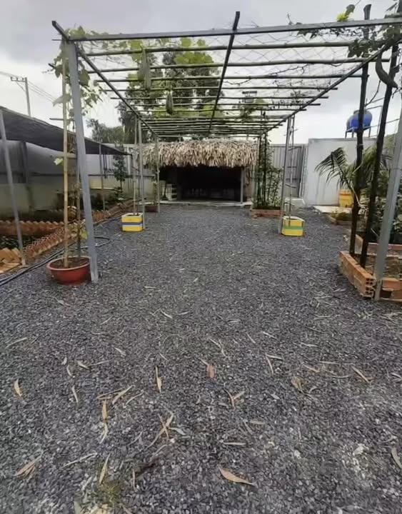 Bán vườn cây ăn trái Hóc Môn 260m² giá 1.85 tỷ - Đầu tư lý tưởng!