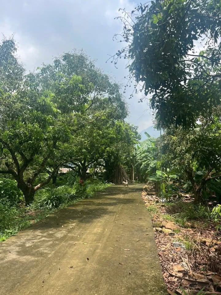 Đất Farm Phúc Thuận, Phổ Yên, Thái Nguyên 1,9ha - Cơ hội đầu tư tuyệt vời!