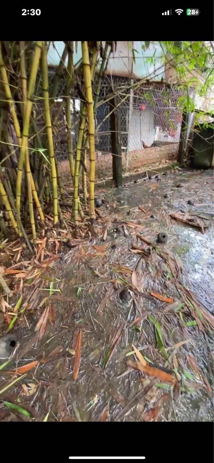 Đất vườn 1000m² tại Cần Giuộc - Giá chỉ 1.7 tỷ, thương lượng hấp dẫn!