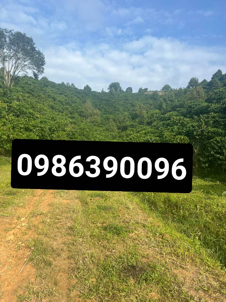 Đất nông nghiệp Đam Rông 22.000m² giá 4.6 tỷ - Sổ đỏ chính chủ, đất triền đẹp!