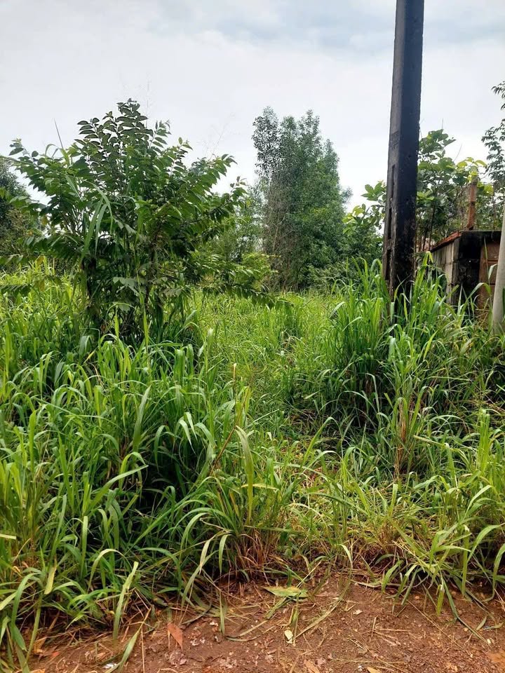 Đất nền Phước Tân, Biên Hòa 235m² giá 600 triệu - Sổ chung, thuận tiện đầu tư!