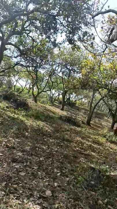 Đất nền 34.000m² tại Bình Minh, Bù Đăng giá 2.5 tỷ - Cơ hội đầu tư hấp dẫn!