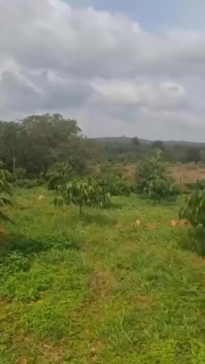 Đất farm 1,8ha cà phê xen sầu riêng tại Bù Đăng - Giá chỉ 1.9 tỷ!