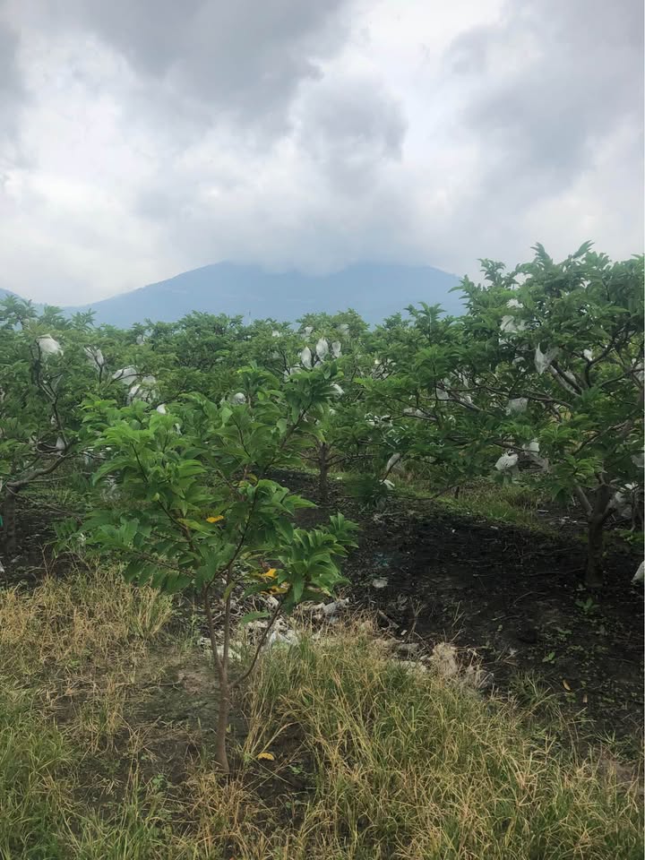 Đất nền 4,5 công tại Bình Minh, Tây Ninh - Giá chỉ 1,7 tỷ, thương lượng ngay!