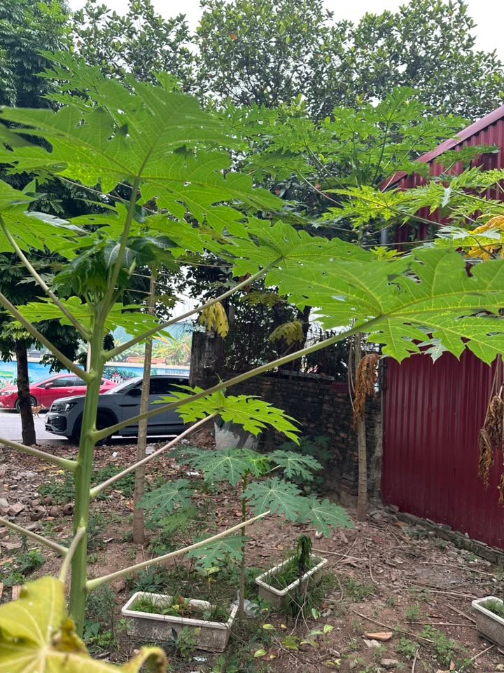 Đất Phúc Lợi Long Biên 100m² giá 9,98 tỷ - Sổ đỏ chính chủ, đầu tư sinh lời!