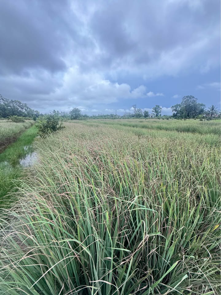 Đất vườn 784m² tại ấp Kinh Nhiếm, Tân Phú Đông - Bán gấp chỉ 270 triệu!