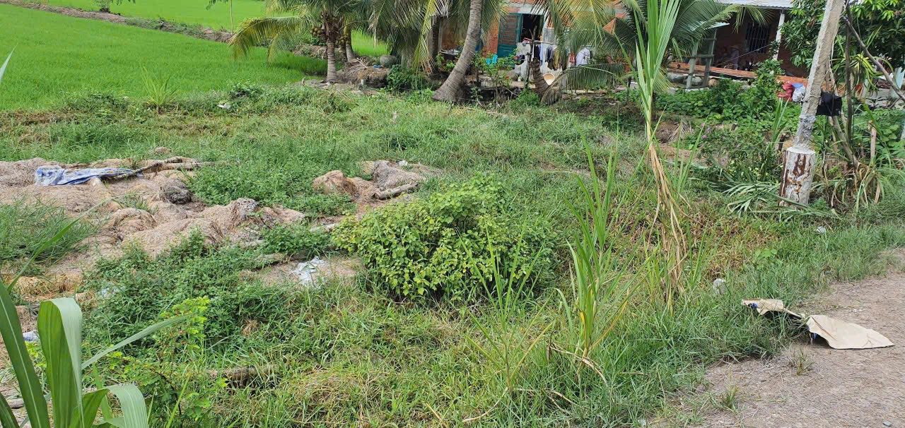 Đất thổ cư 144.5m² tại xã Hữu Thạnh, Đức Hòa - Giá 600 triệu - Gần đường ô tô