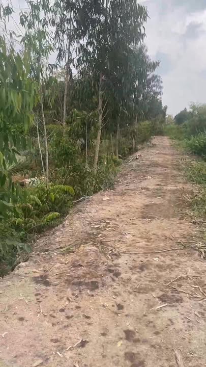 Đất nông nghiệp 14.000m² tại xã Tân Lập 2, huyện Tân Phước - Đầu tư sinh lời bền vững!