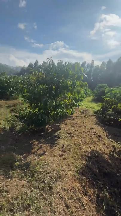 Lô đất 2 sào tại Krông Bông, Đắk Lắk - Giá tốt, ô tô vào tận nơi!