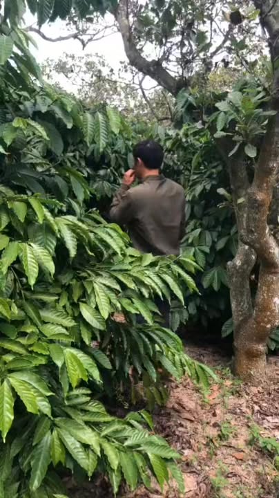 Farm 1.2ha tại Ea Ô, Đắk Lắk - Giá 1.35 tỷ, nhanh gọn trong 20 ngày!