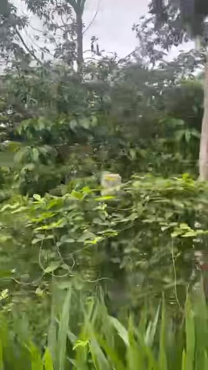 Đất sào chính chủ tại Ea Tiêu, Cư Kuin 4000m² giá 1.9 tỷ - Cơ hội đầu tư lý tưởng!