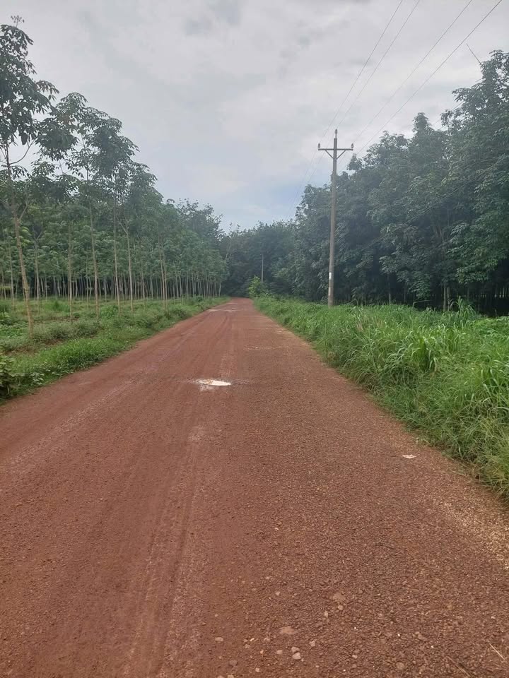 Đất nền An Linh Phú Giáo 7000m² giá 2.95 tỷ - Cơ hội đầu tư hấp dẫn!