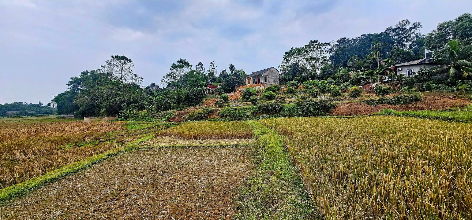 Đất vườn Đồng Lạc Yên Thế 1500m² giá 1.1 tỷ - Cơ hội đầu tư tuyệt vời!