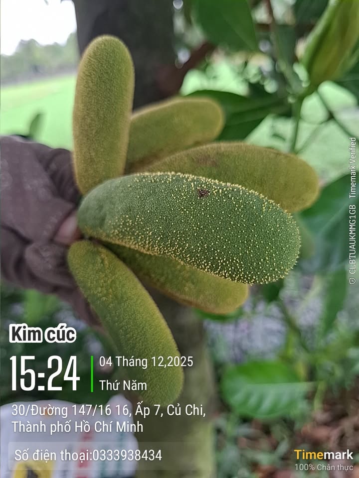 Đất thổ cư Củ Chi 93m² giá 1.1 tỷ - Cơ hội đầu tư tuyệt vời!