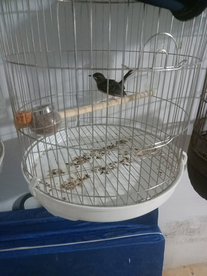 Đất thổ cư 202m² tại Ấp Bình Hòa Long, Gò Công Tây - Giá chỉ 190 triệu!