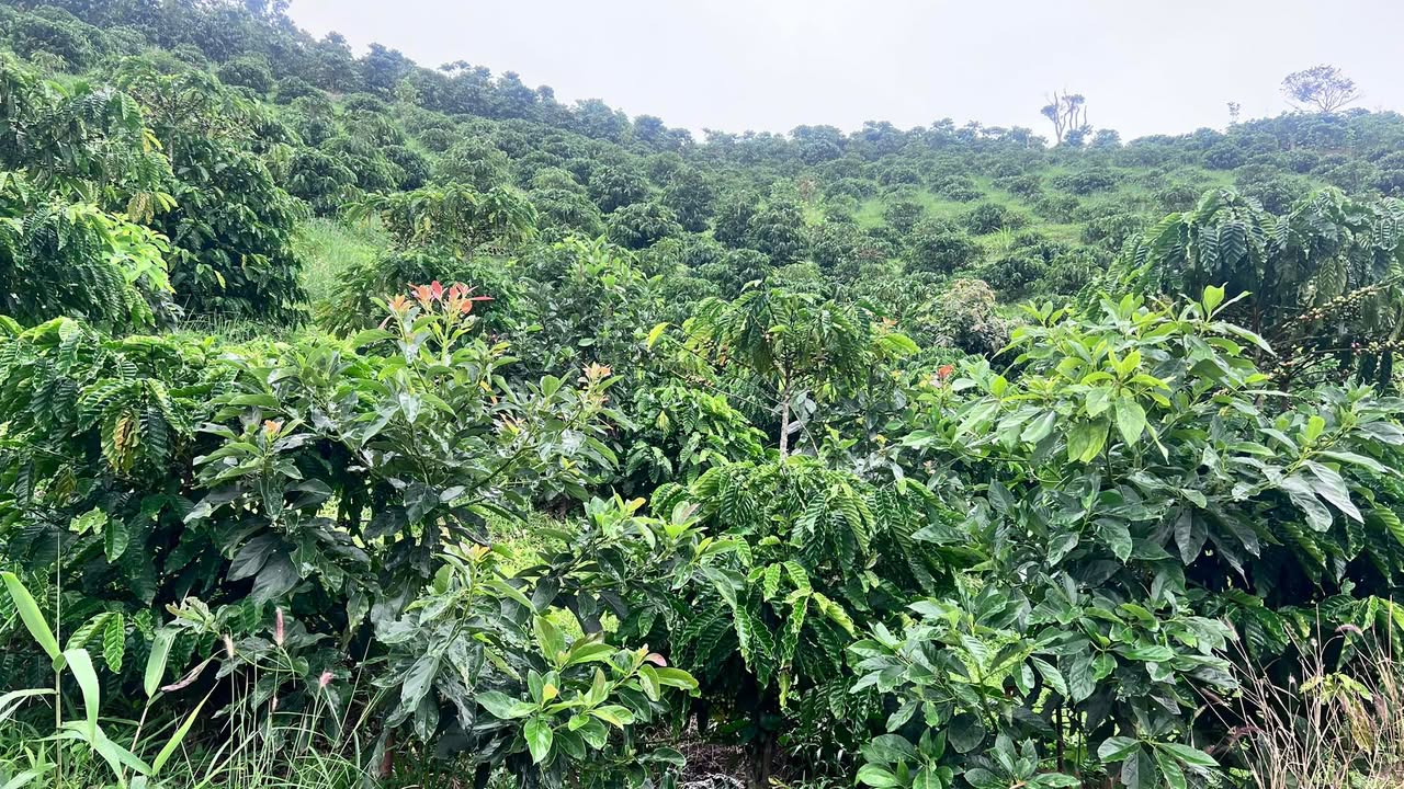 Đất nông nghiệp Phúc Thọ 60.000m² giá 850 triệu - Cơ hội đầu tư hấp dẫn!