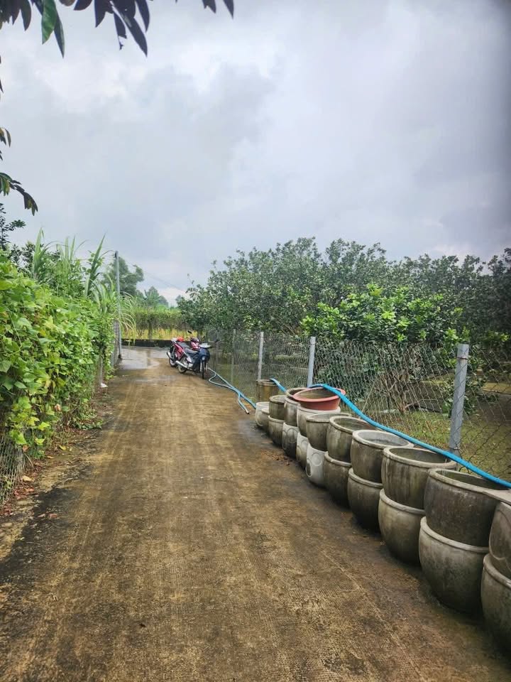 Đất vườn bưởi da xanh Bạch Đằng 1096m² giá 4.384 tỷ - Cơ hội đầu tư tuyệt vời!