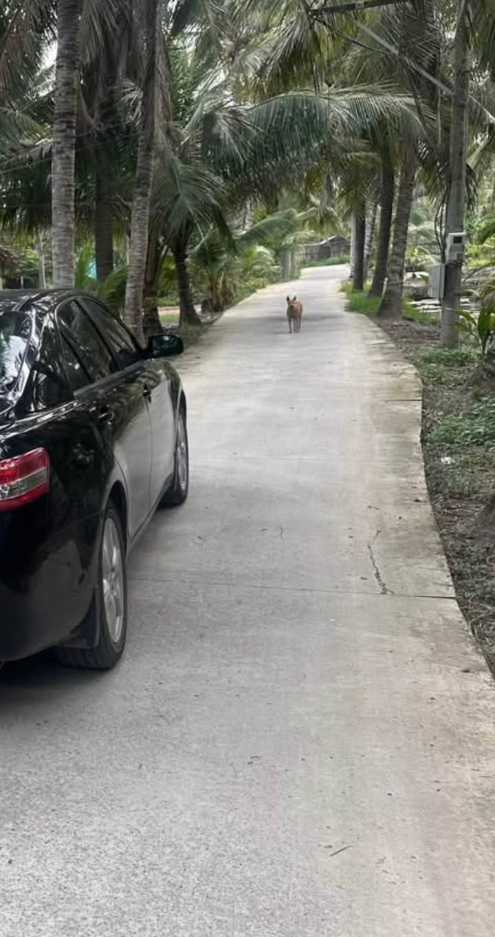 Đất vườn Tiền Giang 700m² giá 470 triệu - Sổ hồng chính chủ, thuận tiện đầu tư!