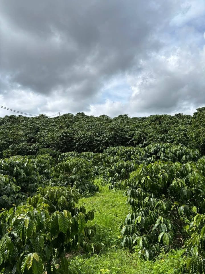 Đất nền giá rẻ thôn 9 Lộc Ngãi, 10.000m² chỉ 4.2 tỷ - Cơ hội đầu tư tuyệt vời!