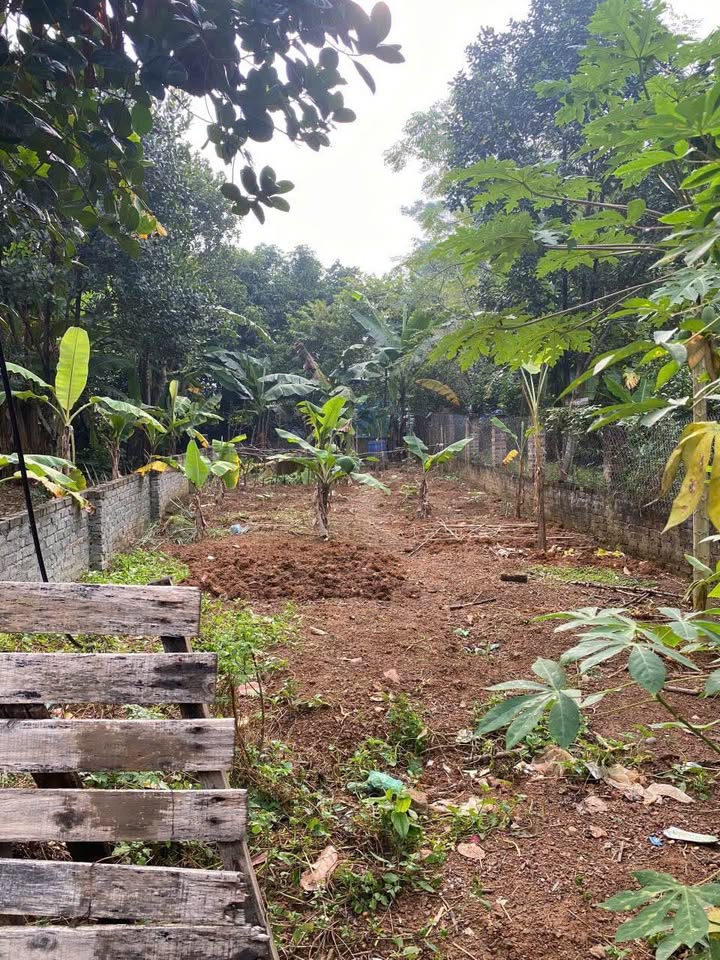 Đất nền tại khu 2 Thanh Đình, Hy Cương 136m² giá 800 triệu - Thế đất đẹp, tiện ích xung quanh!