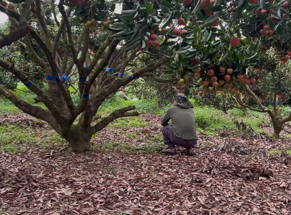 Farm 400m² tại phường Chũ, Bắc Giang - Nghỉ dưỡng lý tưởng với 200 cây vải cổ!