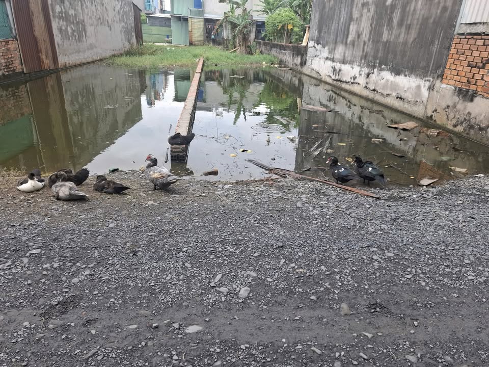 Đất thổ cư 170m² đường Gò Hưu, Long An giá chỉ 1.6 tỷ - Cơ hội đầu tư hiếm có!