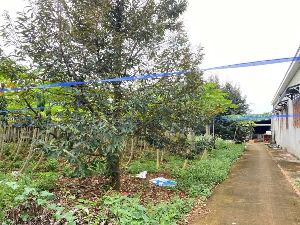 Đất vườn Hòa Long Bà Rịa 200m² giá 2.5 tỷ - Sổ hồng chính chủ!