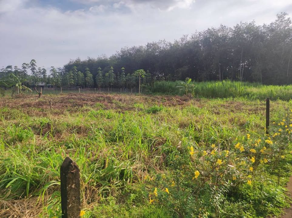 Đất nền An Linh - Phú Giáo 335m² giá 670 triệu - Đầu tư sinh lời dễ dàng!