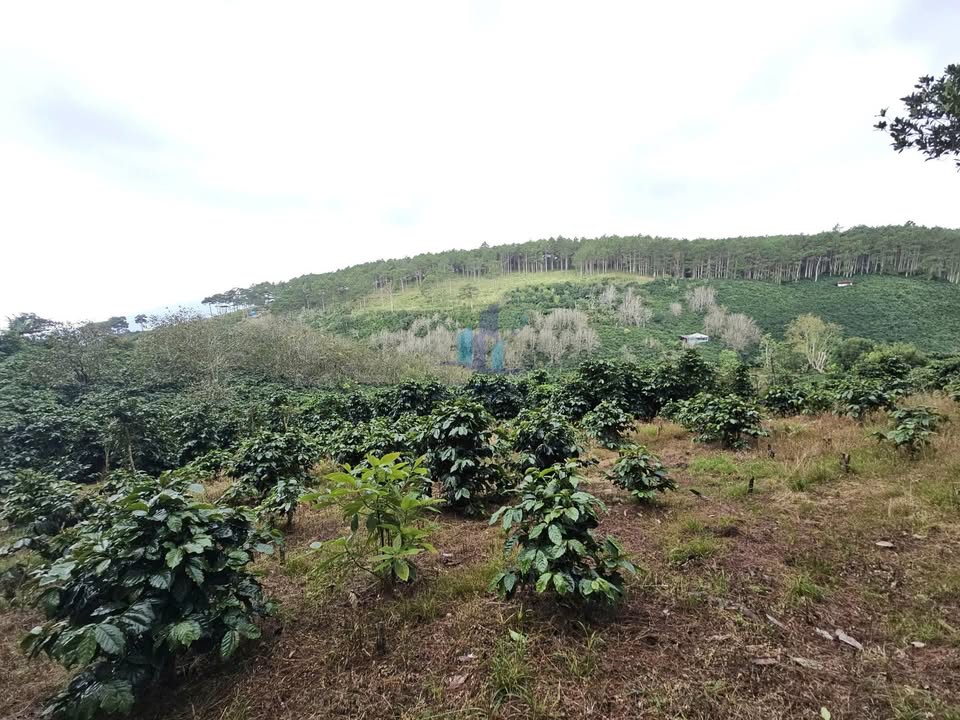 Đất Trạm Hành, Phường Xuân Trường, Đà Lạt 4010m² giá 5 tỷ - Đầu tư sinh lời ngay!