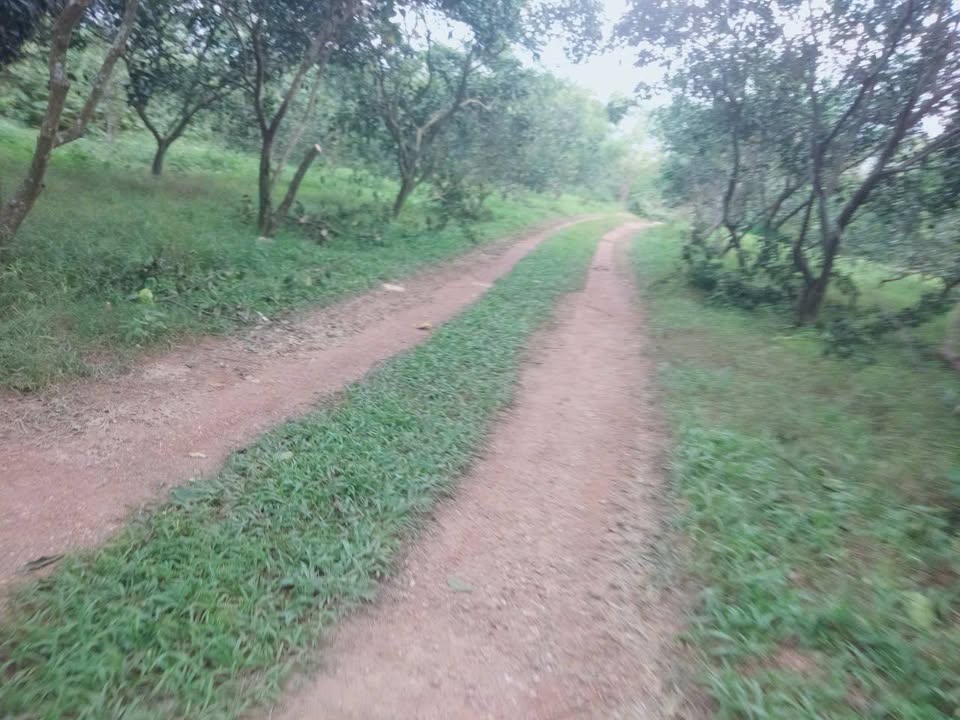 Trang trại 5ha tại xã Trường Lưu, huyện Can Lộc - Giá chỉ 2 tỷ VND