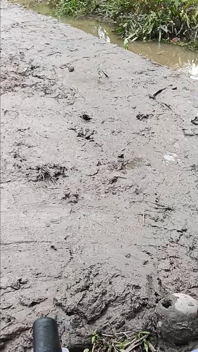 Đất vườn Phong Mỹ Giồng Trôm 1000m² giá 500 triệu - Cơ hội đầu tư hấp dẫn!