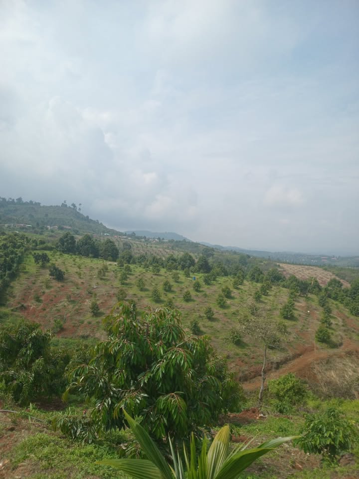 Đất nền Đồng Nai Thượng 1ha giá chỉ 3.3 tỷ - Cơ hội đầu tư tuyệt vời!