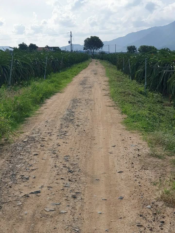 Đất thổ cư 1 sào tại Hàm Hiệp - Giá 700 triệu, cơ hội đầu tư tuyệt vời!