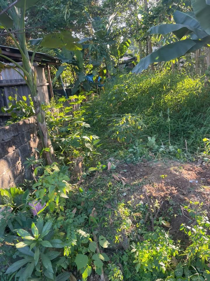 Đất thổ cư Kim Phú, Tuyên Quang 119m² giá 800 triệu - Ngõ ô tô vào thoải mái!