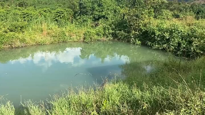 Đất nông nghiệp Đăk Trăm 1ha giá chỉ 500 triệu - Đầu tư sinh lời ngay!