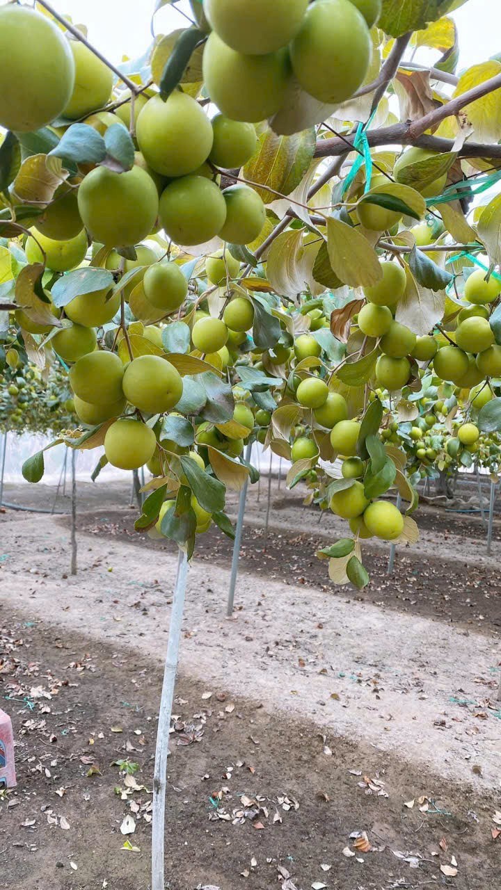 Đất nền Vĩnh Phú, Thuận An 120m² giá 4.5 tỷ - Sổ hồng chính chủ!