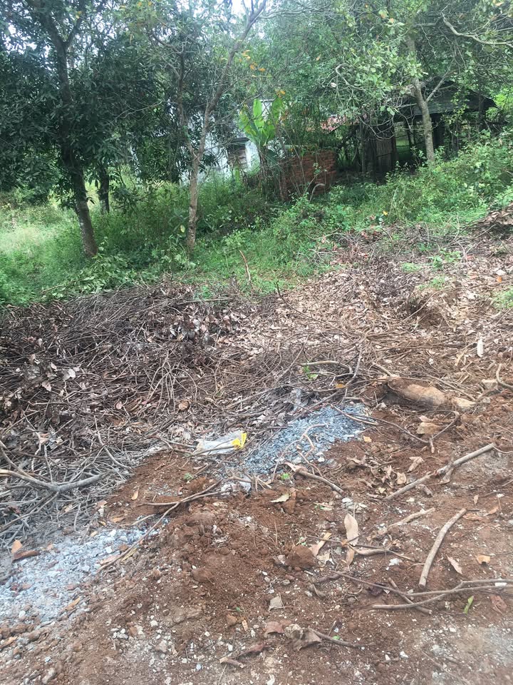 Đất Lộc Điền 7000m² giá 1.2 tỷ - Tiềm năng trồng trọt tuyệt vời!