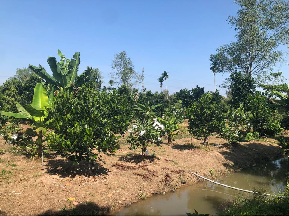 Đất vườn 6800m² tại Rạch Lớn, Phong Hòa, Lai Vung - Đầu tư sinh lời ngay lập tức!