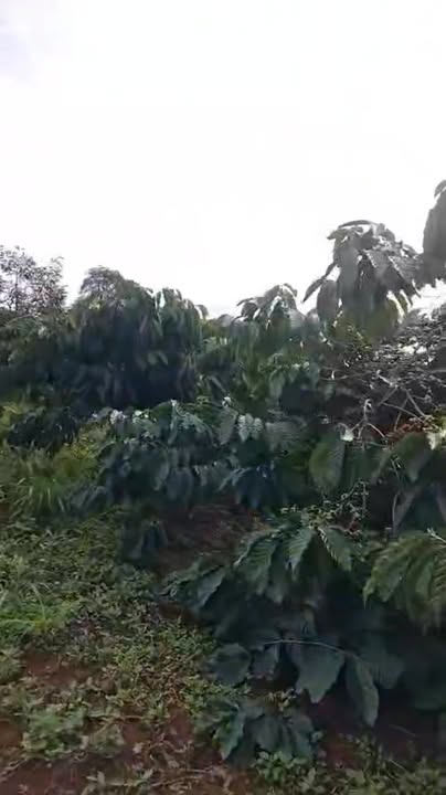 Lô đất Farm tại Ea Khal 1,5ha giá 300 triệu - Đầu tư sinh lời ngay!