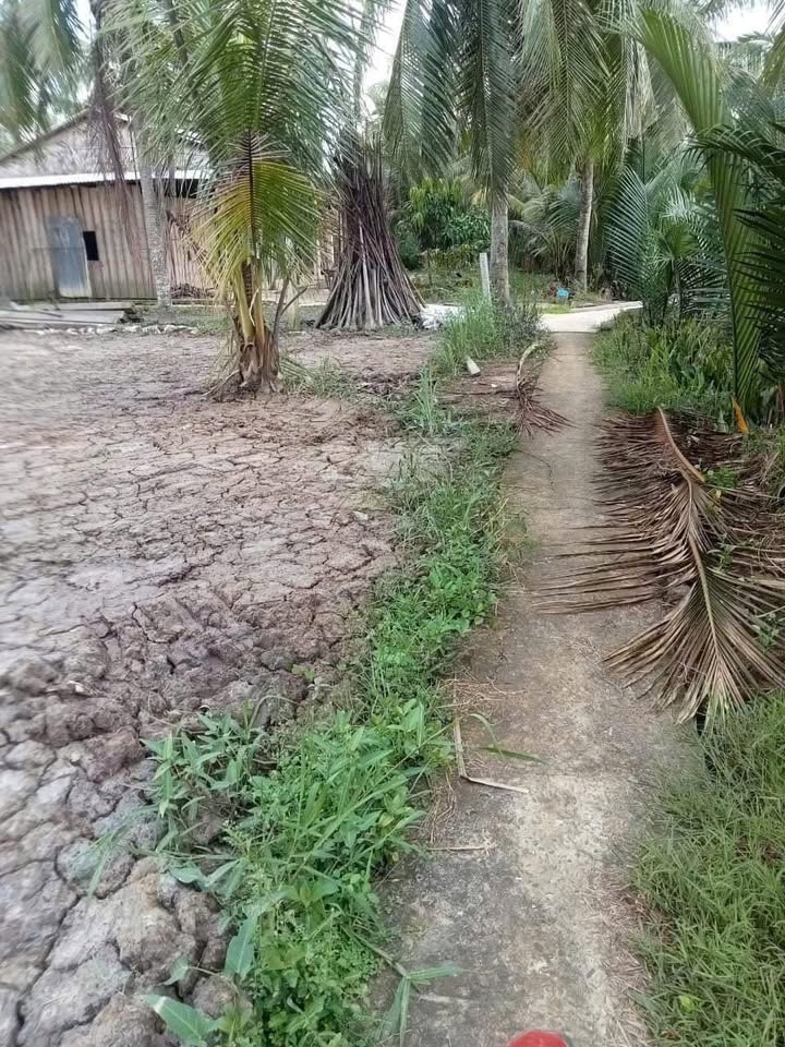 Đất nền 520m² tại Bình Hòa, Giồng Trôm, Bến Tre chỉ 330 triệu - Cơ hội đầu tư tiềm năng!