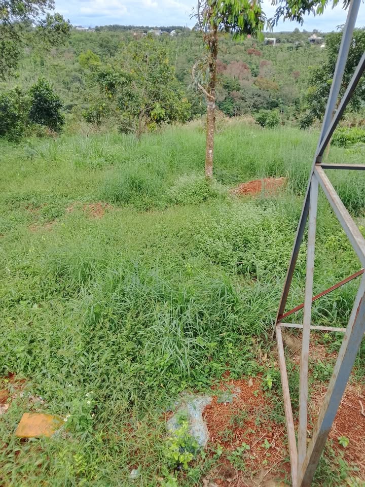 Đất 1200m² tại Đắk Wer, Đắk Nông - Giá chỉ 1.2 tỷ, cơ hội đầu tư tuyệt vời!