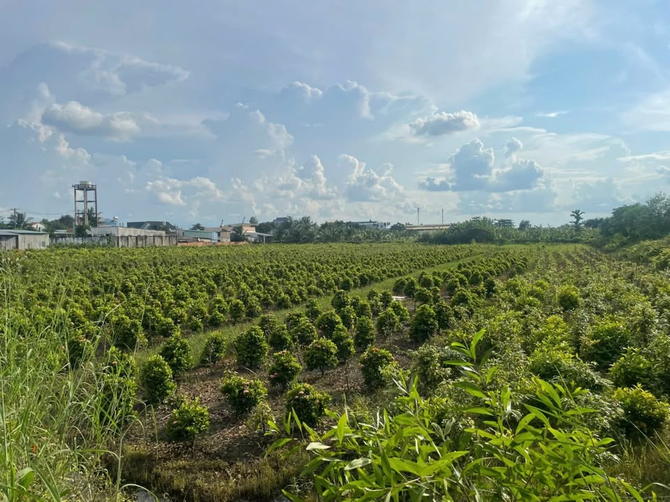 Đất nền 1,2 Hecta tại Bình Chánh giá 30 tỷ - Cơ hội đầu tư tiềm năng!