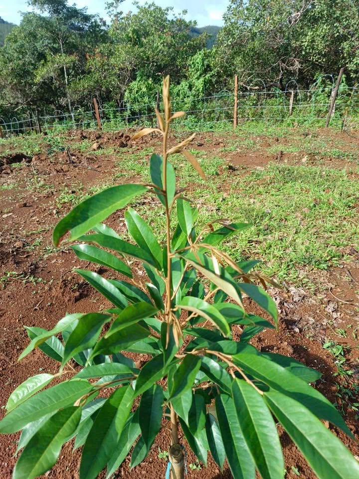 Đất nền Thọ Sơn Bù Đăng 10.000m² giá 3 tỷ - Đầu tư sinh lời tốt!