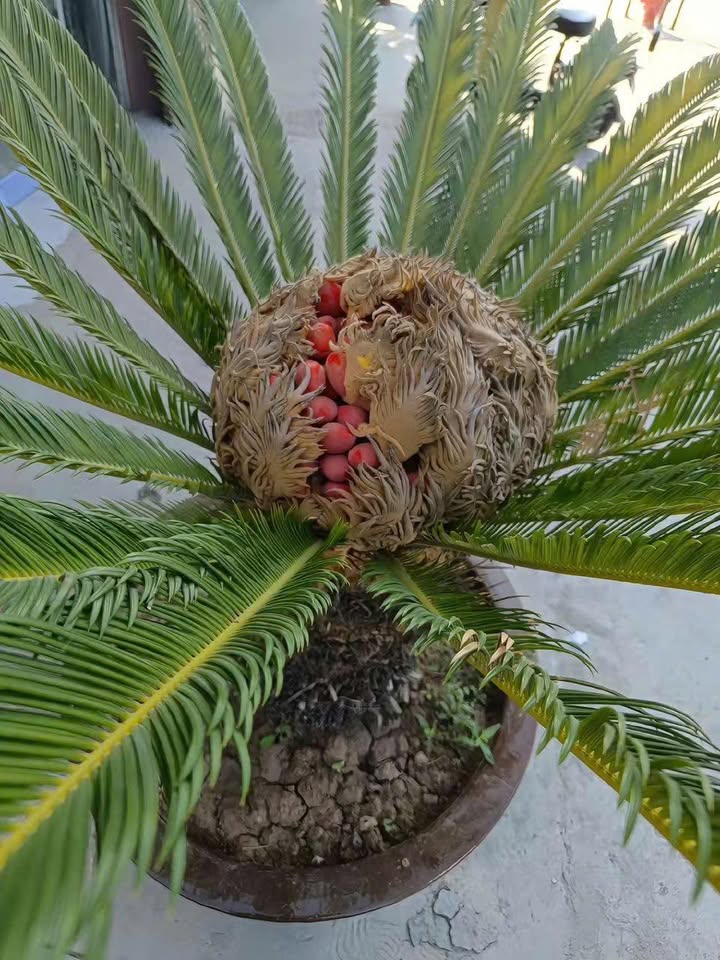 Đất nền Đồng Tiến Yên Thế 1000m² giá 630 triệu - Đầu tư an toàn, chắc thắng!