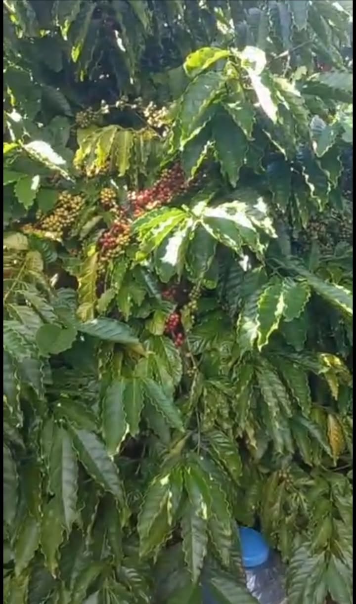 Farm đất 2,7ha Ea Khal giá chỉ 810 triệu - Đầu tư sinh lời ngay!