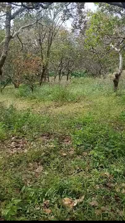 Đất nền Đắk Ngo 1ha giá chỉ 1.8 tỷ - Cơ hội đầu tư hấp dẫn!