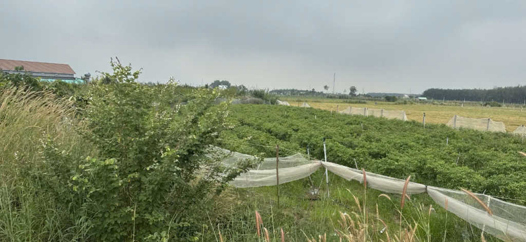 Đất nền Suối Đá, Dương Minh Châu 1925m² giá 2 tỷ - Sổ hồng sang tên ngay!